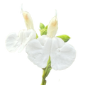 Salvia Merchant White Chalk