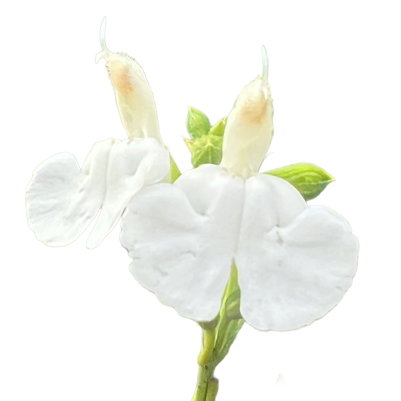 Salvia Merchant White Chalk