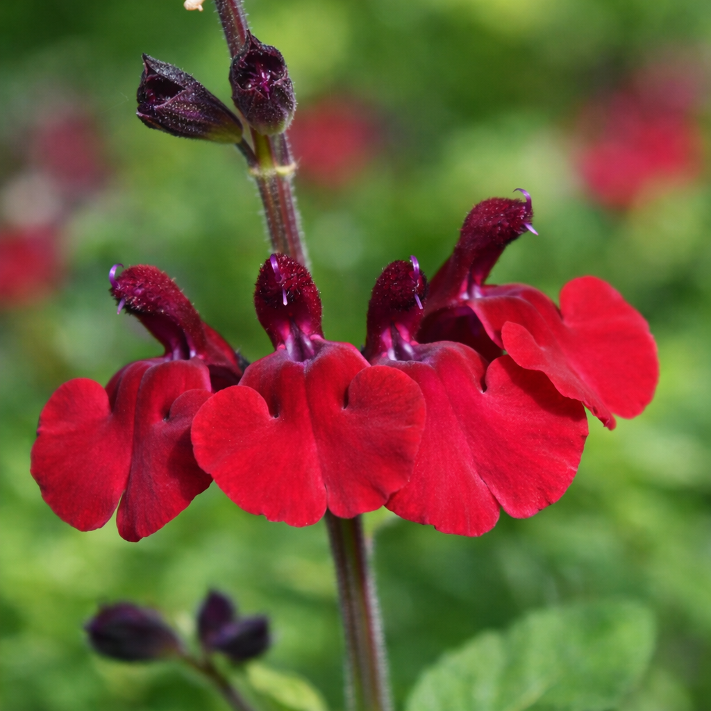 Salvia Royal Velous